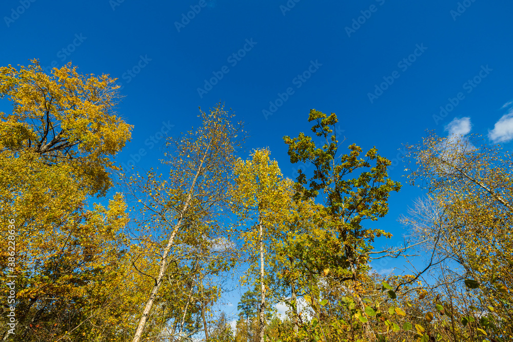 Beautiful view of over autumn colorful tree tops on blue sky background. Gorgeous nature background.