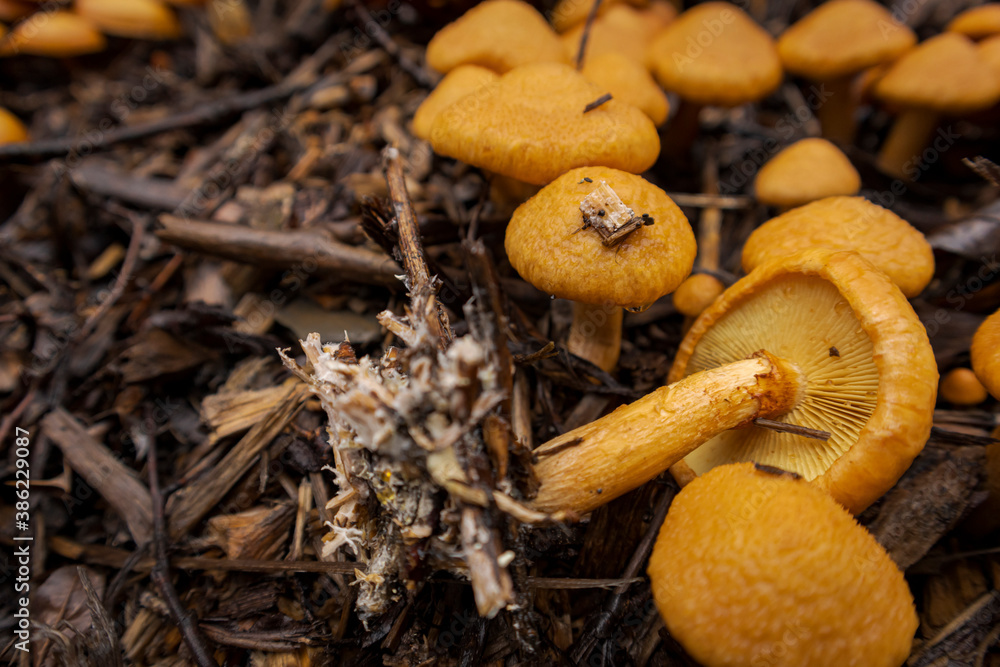 Group of Cortinarius orellanoides in the forest. Closeup view Group of Cortinarius orellanoides in the forest. Closeup view
