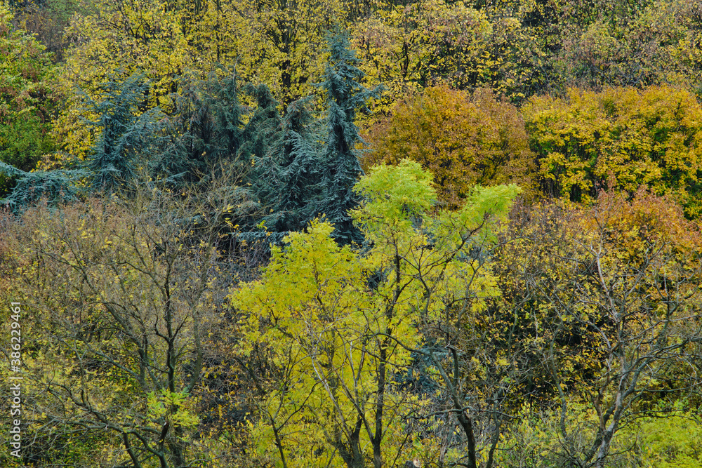 Fototapeta premium Autumn leaves and trees foliage in Kosutnjak park in Belgrade, the capital of Serbia