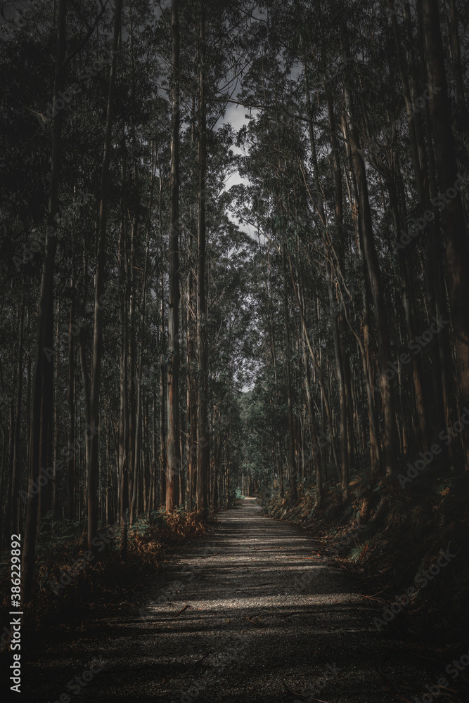 Naklejka premium Dark forest during a rain 