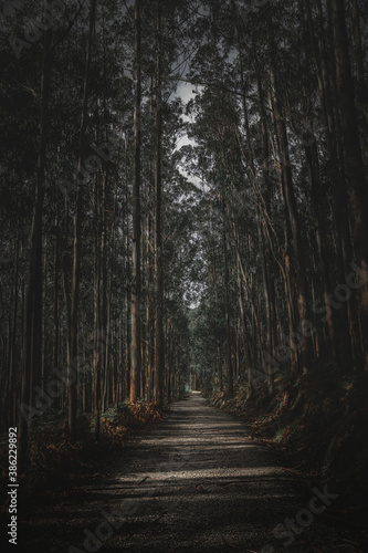 Dark forest during a rain 