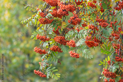 Bright clusters of ripe mountain ash hang from the tree.