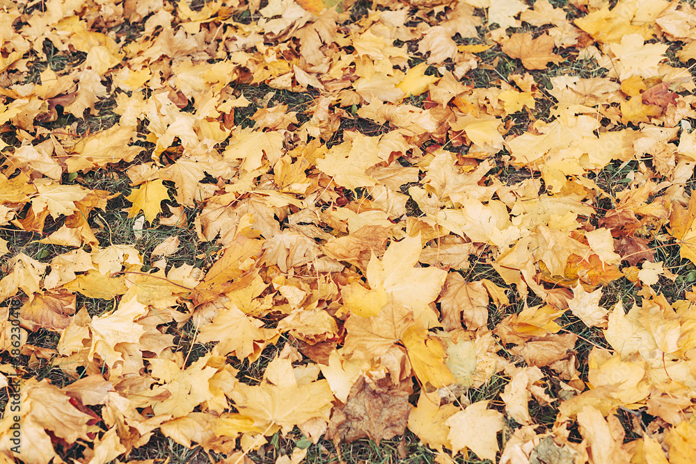 autumn background of orange maple leaves in the Park autumn background of orange maple leaves in the Park