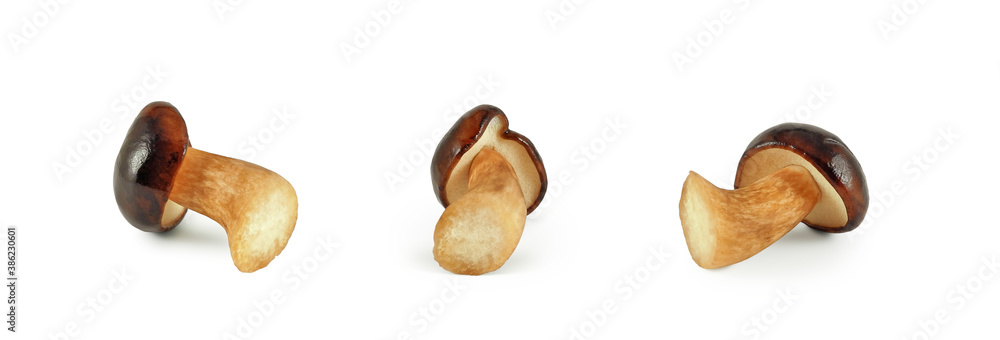 Forest edible mushroom Bay bolete (Imleria badia). Set isolated on white background. Forest edible mushroom Bay bolete (Imleria badia). Set isolated on white background.