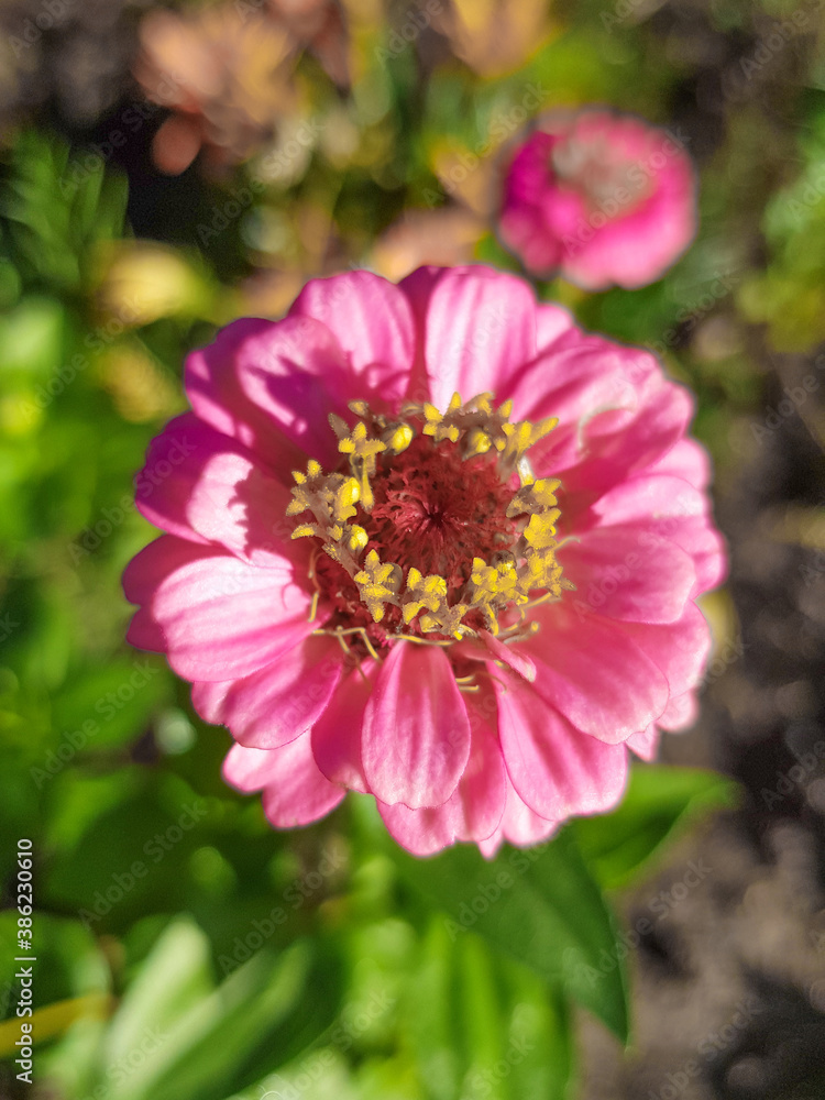 Pink Zinnia (in german Große Zinnie) Zinnia elegans jacq. Pink Zinnia (in german Große Zinnie) Zinnia elegans jacq.
