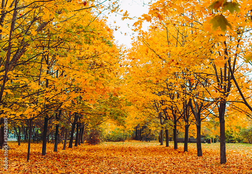 bright autumn Park with maple trees
