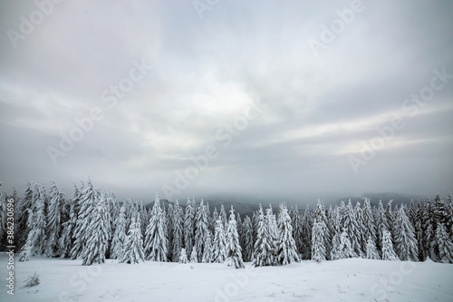 Dramatic winter landscape with spruce forest cowered with white snow in cold frozen mountains.