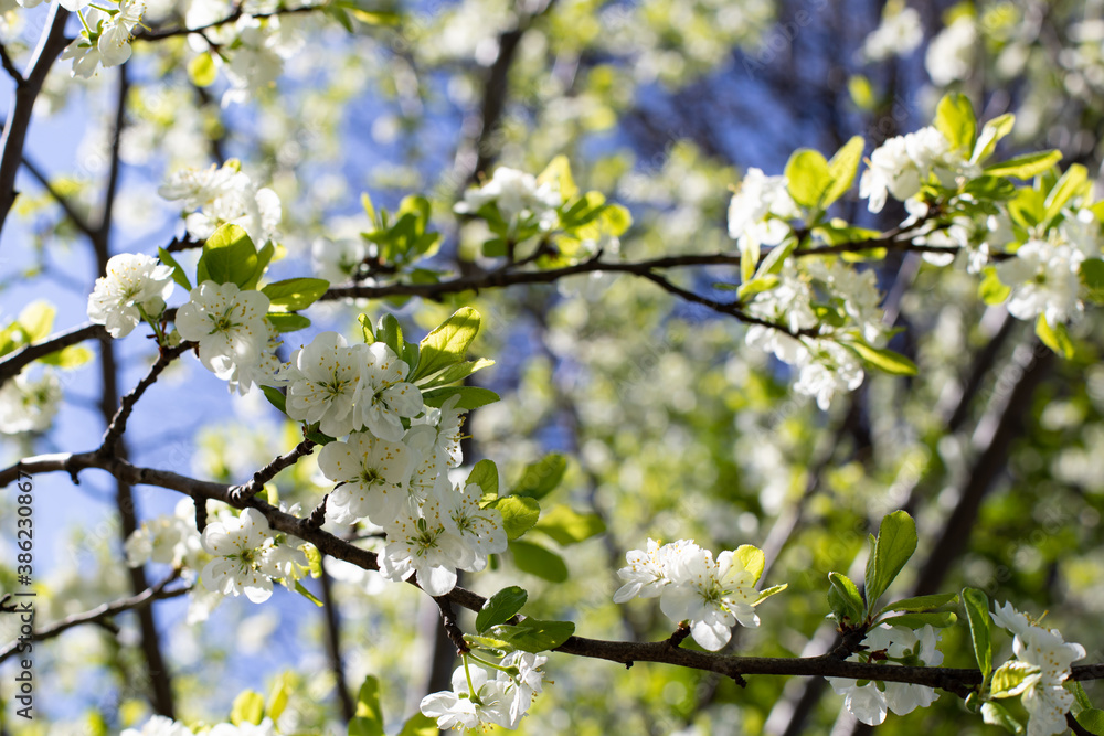 White flowers of apple tree, spring flowering