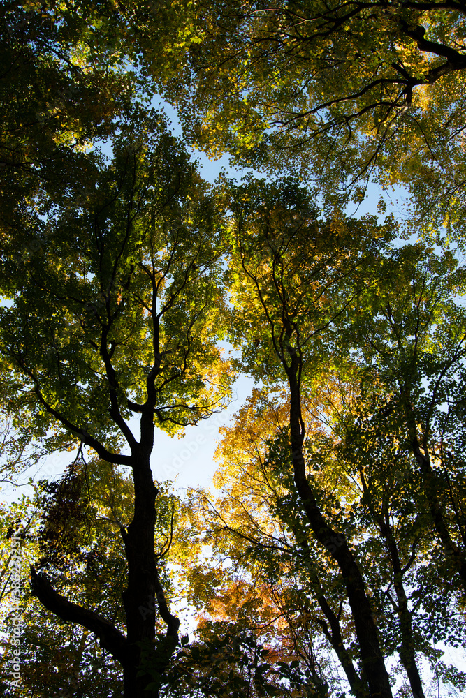 Autumn trees Autumn trees