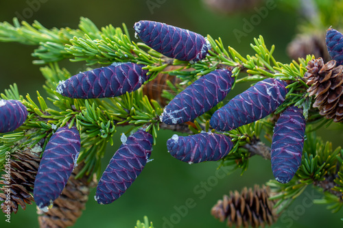 Close up of new purple pine cones, old brown pine cones, tree sap and green pine needles on branch of green spruce tree in Chugach National Forest, Alaska