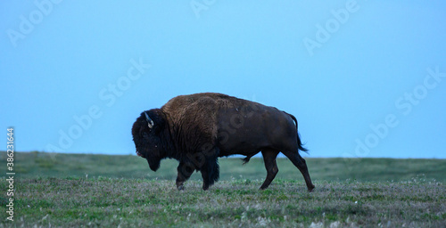 Blue Sky Over Profile of Bison