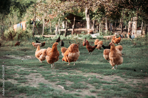 Free range chicken farming in Eastern Serbia
