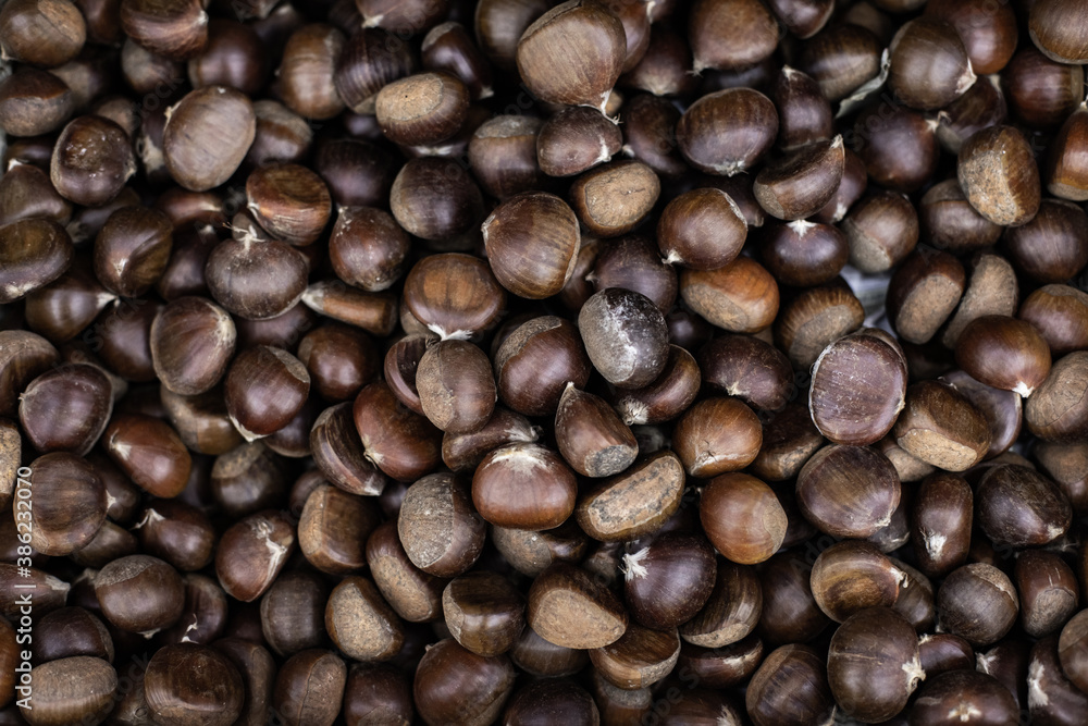 Castanea sativa chestnut brown fruit close-up, backdrop banner background. Edible chestnut tree nut