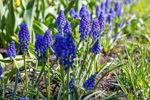 Viper onion  or Mouse hyacinth  or Muscari decorative blue flower. Spring flowering of decorative landscape lawn plants. Natural background
