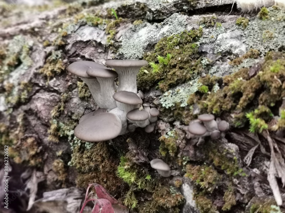 Fototapeta premium Austernseitlinge an einem Todholzstamm, Winterpilz im Oktober im Pappelwald, Austern-seitling, Austernpilz, hochwertiger Speisepilz