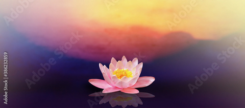 Pink lotus flower with sunrise background.
