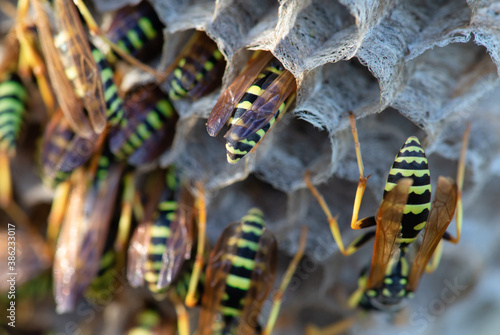 Vászonkép Paper wasps on nest, ultra close up