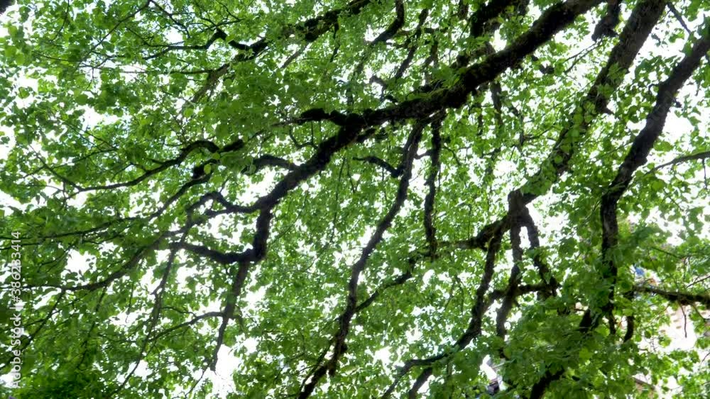 Big tree branches with green leaf in the forest with low angel view. Amassing old tree with long branches almost to the ground. Nature sunlight shining through Big tree Big tree branches with green leaf in the forest with low angel view. Amassing old tree with long branches almost to the ground. Nature sunlight shining through Big tree