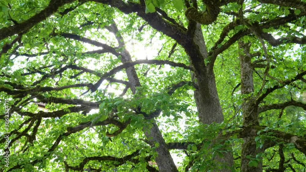 big-tree-branches-with-green-leaf-in-the-forest-with-low-angel-view