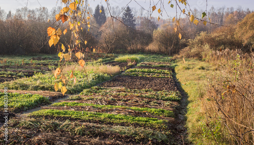 Vegetable garden in the field near the forest. Beautiful garden on the background of the forest.High quality photo photo