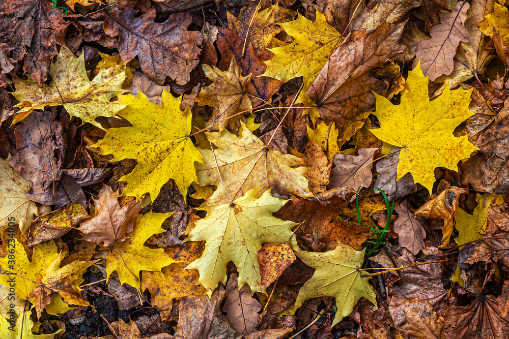 Yellow, textured, fallen maple leaves in a city park