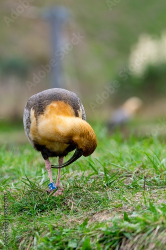 portrait of ibis with black face bird