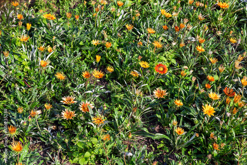 Gazania orange flowers in the garden, background.