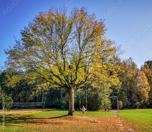 Girl swings on a swing attached to a tree in golden autumn