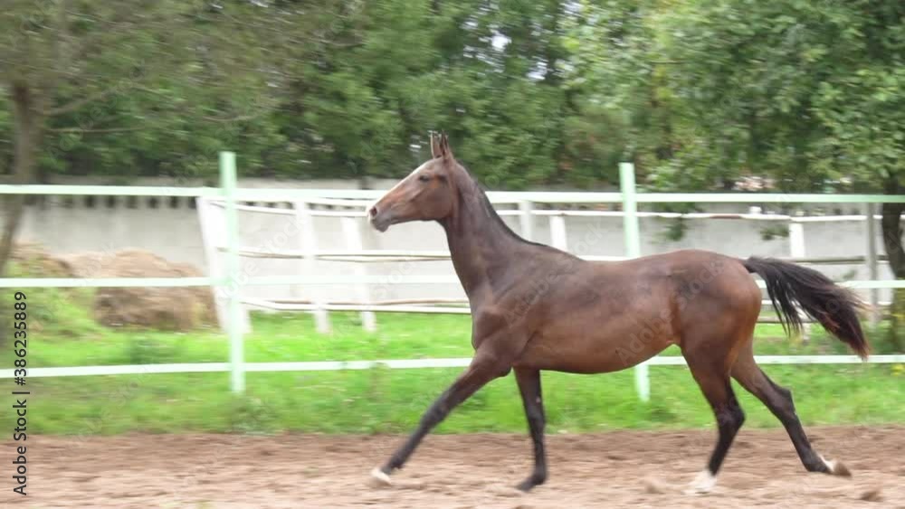 Horse on the run in slow-motion Horse on the run in slow-motion