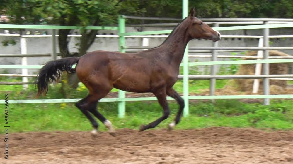 Young akhal-teke filly runs gallop in summer, slow-motion Young akhal-teke filly runs gallop in summer, slow-motion