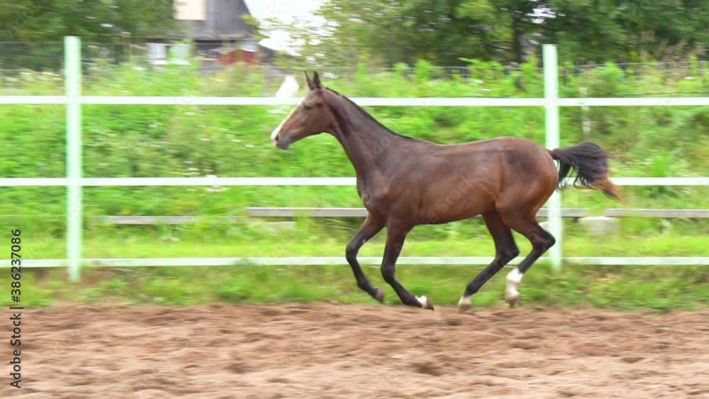 Bay galloping horse on a sand in paddock, slow-motion Bay galloping horse on a sand in paddock, slow-motion