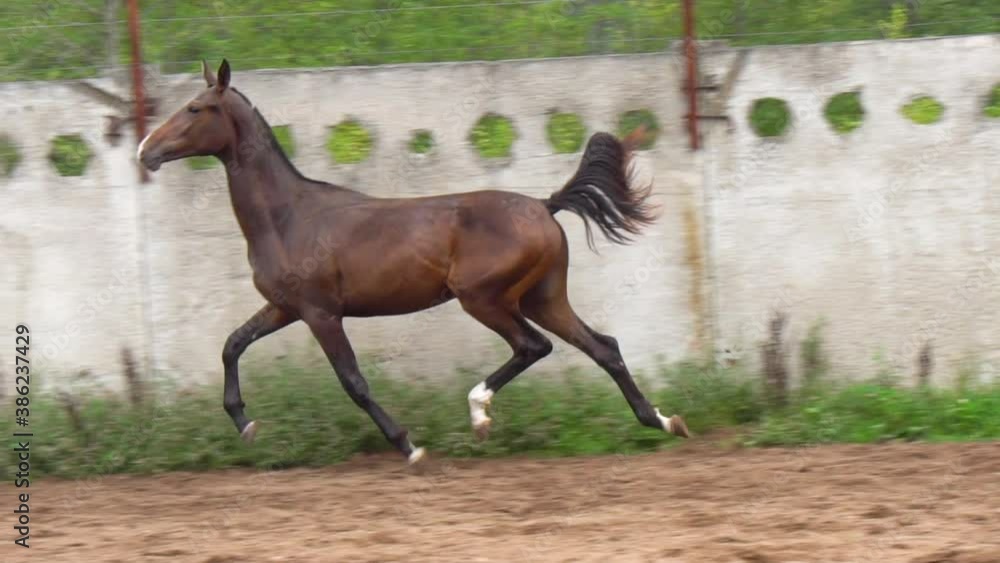 Horse shows beautiful movements in paddock at slow-motion Horse shows beautiful movements in paddock at slow-motion