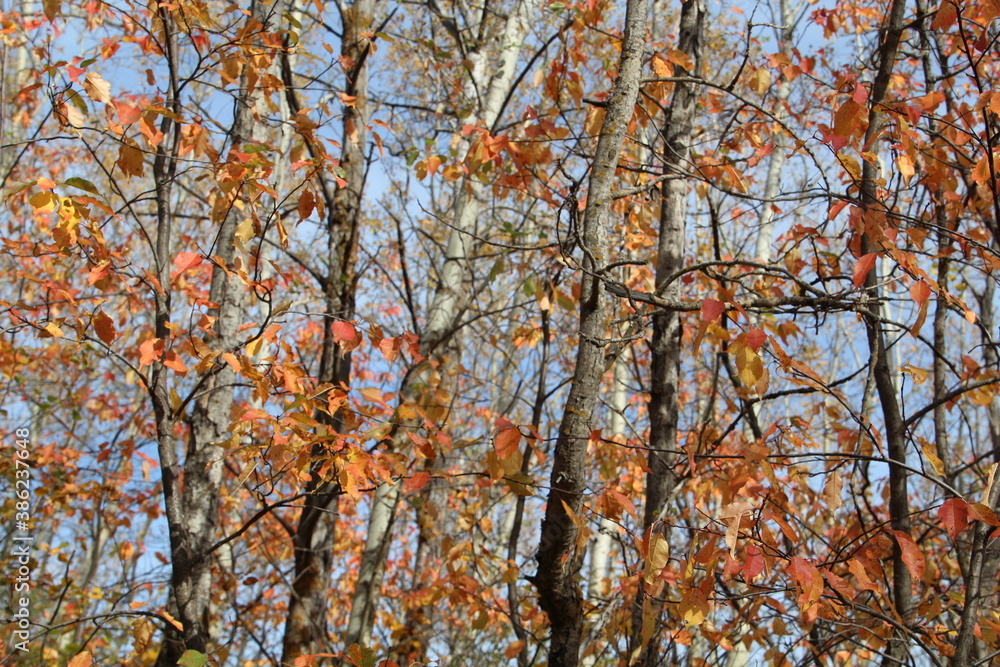 Colour In The Forest, Elk Island National Park, Alberta Colour In The Forest, Elk Island National Park, Alberta