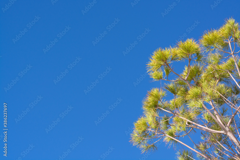 Twigs Pinus pinea illuminated by the sun against the blue sky Twigs Pinus pinea illuminated by the sun against the blue sky