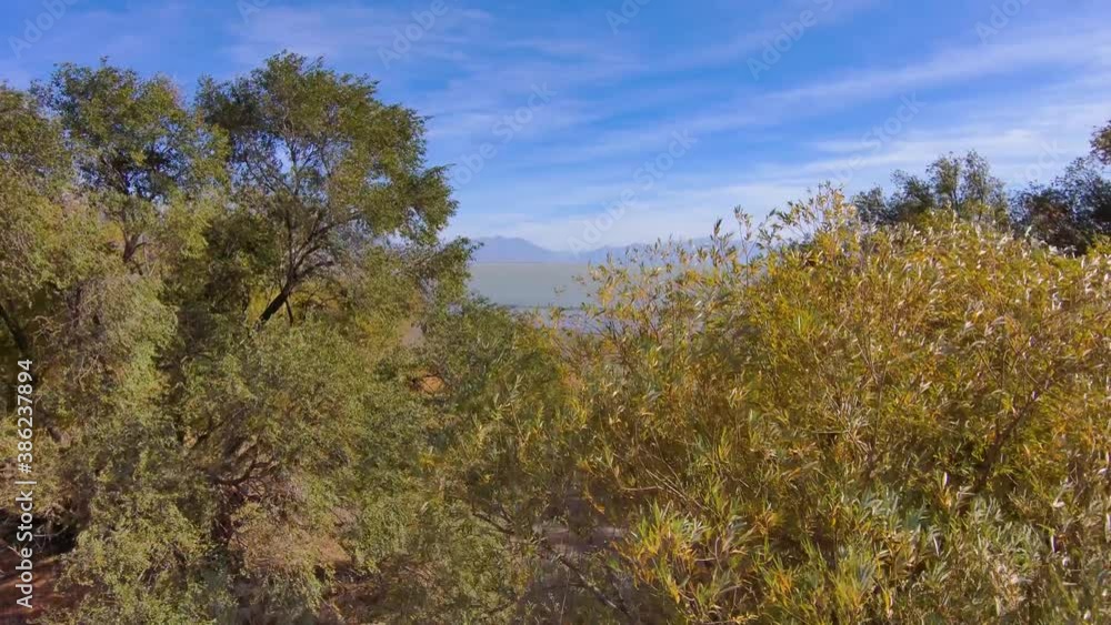 Flying over trees in autumn to reveal a vast lake and mountain range and a flock of seagulls - aerial view Flying over trees in autumn to reveal a vast lake and mountain range and a flock of seagulls - aerial view