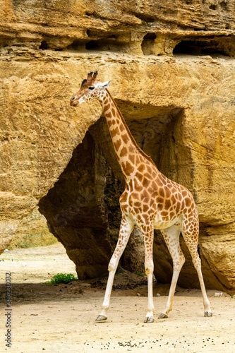 portrait of giraffe in front of the cliff