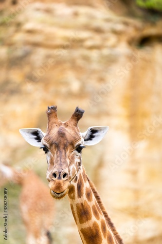 portrait of giraffe in front of the cliff