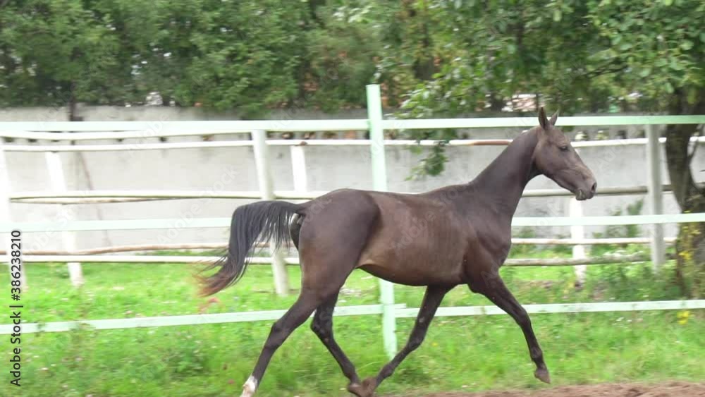 Beautiful dark bay horse in a paddock runs gallop Beautiful dark bay horse in a paddock runs gallop