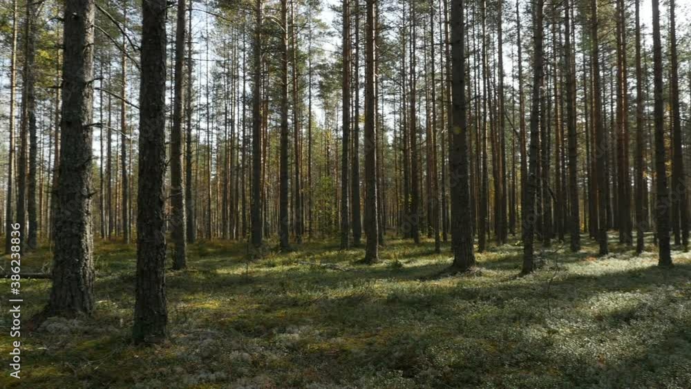 forest glade, tall trees cast shadows, beautiful pine forest, panorama forest glade, tall trees cast shadows, beautiful pine forest, panorama