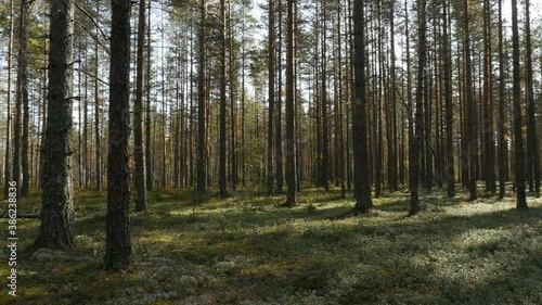 Wallpaper Mural forest glade, tall trees cast shadows, beautiful pine forest, panorama Torontodigital.ca