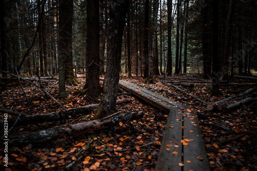 Wooden boardwalk in a forest during autumn with fallen leaves on the ground
