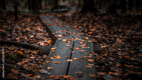 Wooden boardwalk in a forest during autumn with fallen leaves on the ground