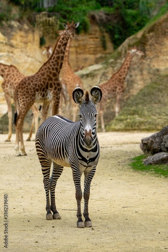 portrait of zebra in front of the cliff