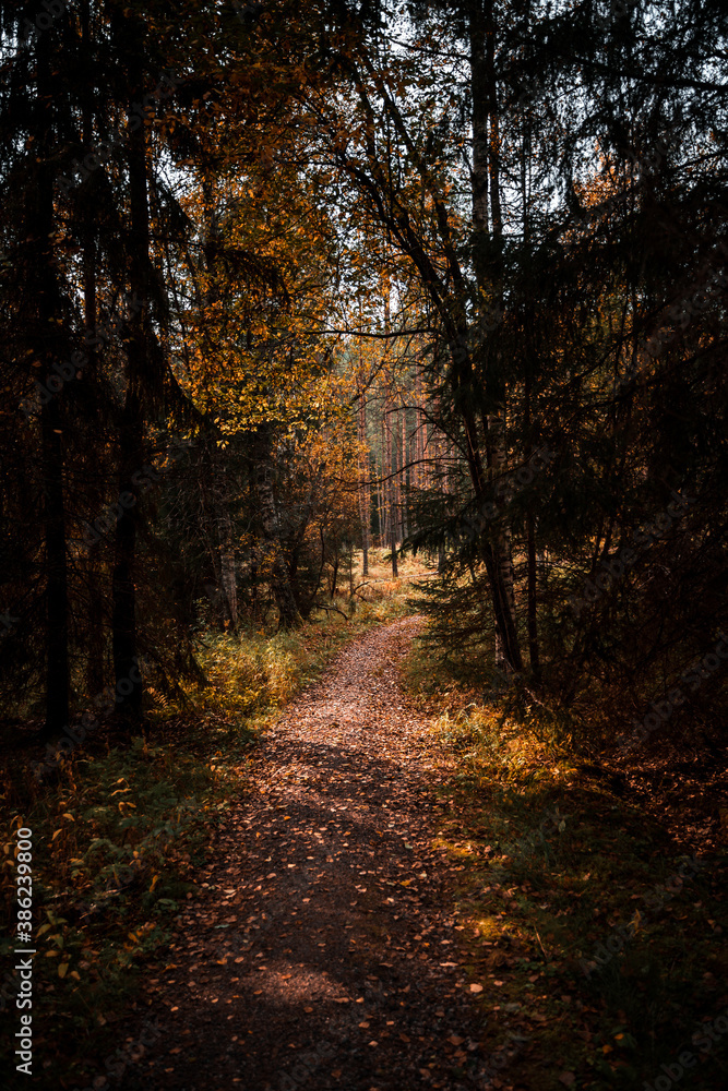 Path in a national park during autumn with fallen leaves on the ground