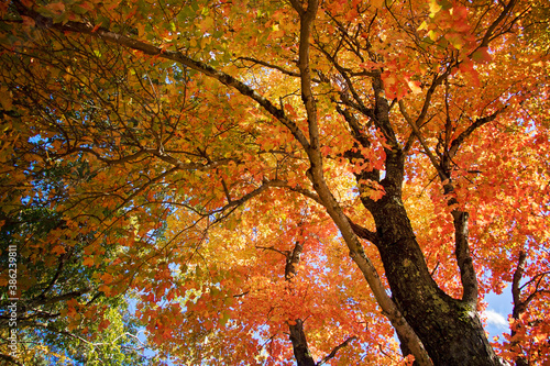 Gorgeous Multi Color Fall Tree Cover. Beautiful Autumn tree with leaves of green, yellow , orange and red. Crisp seasons changing. Seasonal warmth. North East USA