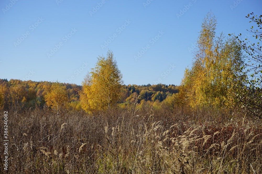 Fototapeta premium autumn landscape in the suburbs
