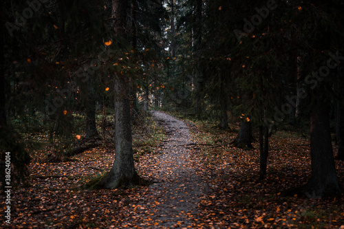 Path in a national park during autumn with fallen leaves on the ground