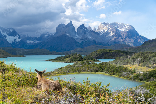 Vicuña looking out over the lakes with Los Cuernos of Torres del Paine in the background