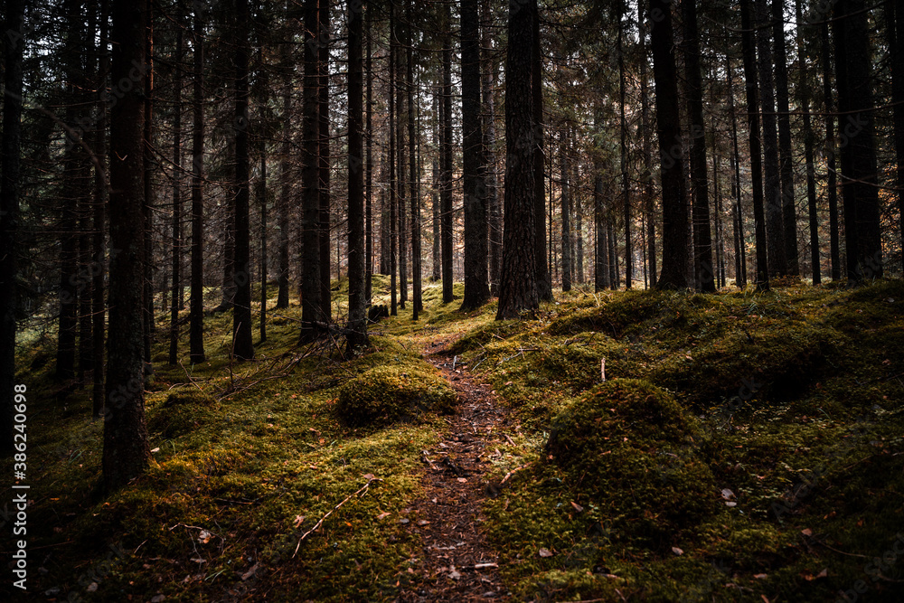 Fototapeta premium Path in a national park during autumn with fallen leaves on the ground
