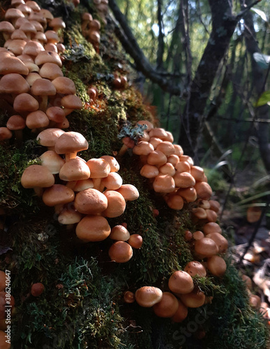 Honey mushrooms on a tree trunk birch on bark and moss